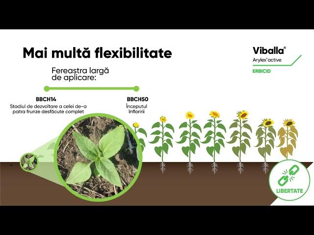 Viballa_Arylex active - Mai multa flexibilitate