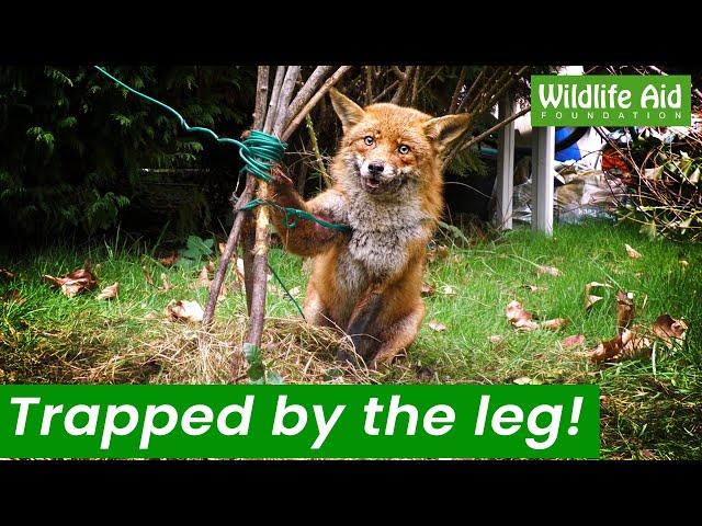 Trapped fox needs rescuing from garden tangle!