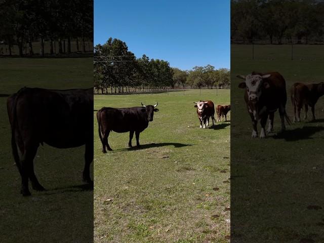 SOLD • 29 acres in Lake Wales, Florida #realestate #countryliving #cattle