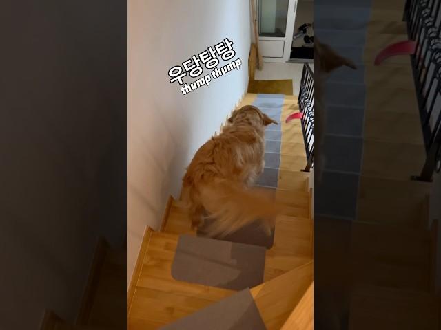 우당탕탕 아침부터 난리 난 반려동물 브이로그 좋은 아침이다개 잘 잤어? 아버지 코 고는 소리에 전쟁 난 줄 알았다개 알았어 밥 먹자 밥 많이 퍼라개 지켜보고 있다개