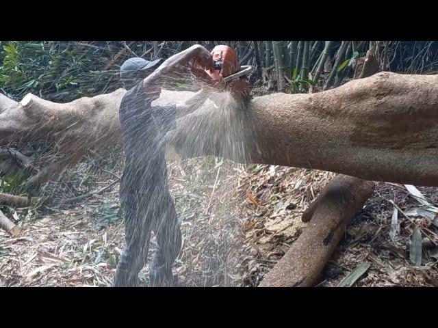 Sangat cepat tapi menegangkan,potong pohon Ingas dirimbunan bambu dan ditebing sungai yang curam‼️‼️