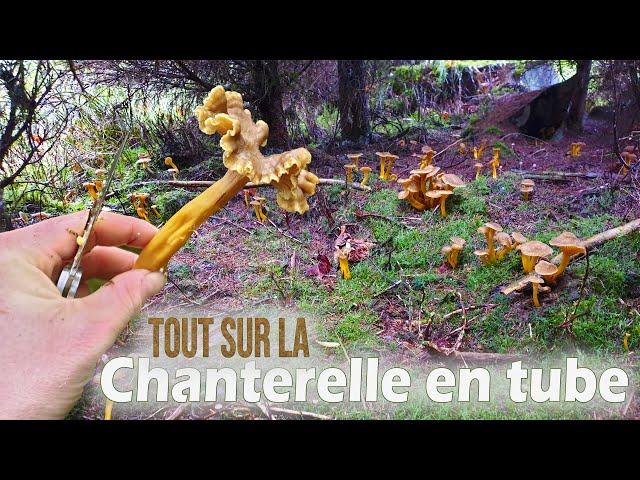 Tout savoir sur la jolie chanterelle en tube !