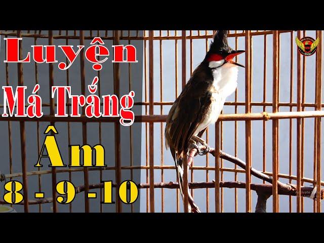 Luyện giọng chào mào hót hay âm 8-9-10 | chào mào Sông Kôn, chào mào kích trống căng lửa, chao mao