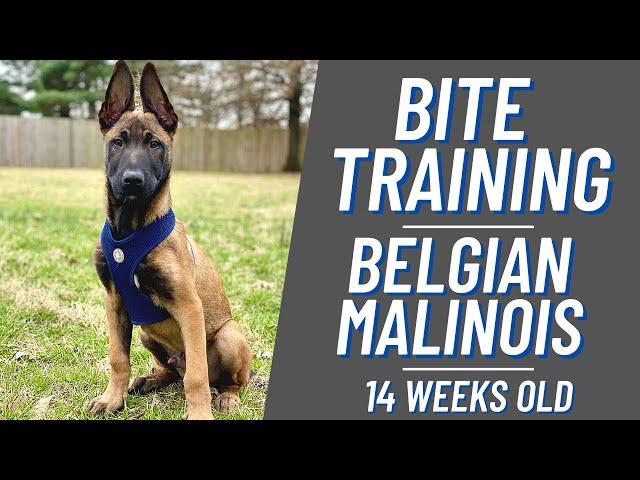 BITE TRAINING // BELGIAN MALINOIS PUPPY!! FRENCH RING // ANDY KRUEGER