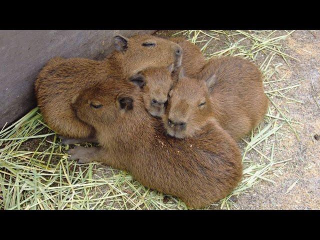 Capybara baby! Cuteness Overload!  Izu Animal Kingdom in Japan