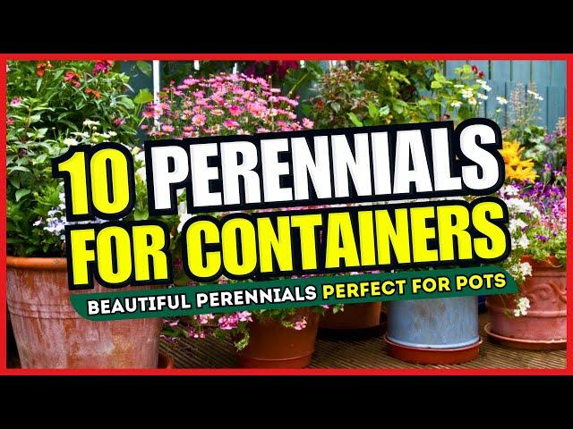  CONTAINER GARDEN MAGIC!  10 Beautiful Perennials Perfect for Pots - TRANSFORM Your Space! 