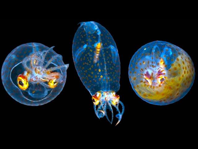 Invisible Animals in the World That Surprise Scientists