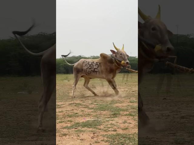 Jallikattu Vibe Killer Pandi -Practice mode ..​⁠@KaraiVisualPhotography