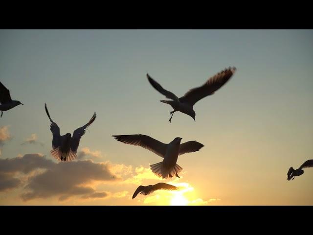 Birds Free Stock Footage - Beautiful Flying Birds Stock Footage (No Copyright)||Free To Use Videos