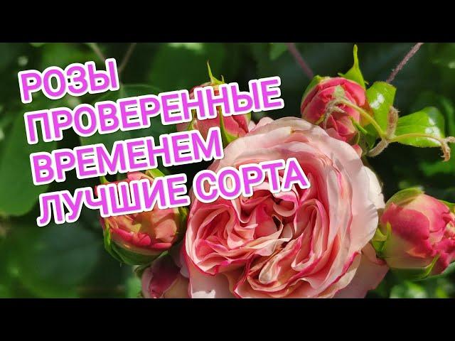 РОЗЫ. ЛУЧШИЕ СОРТА, ПРОВЕРЕННЫЕ ВРЕМЕНЕМ. ТОП 10+