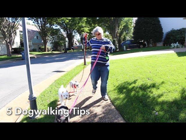 5 Dog Walker Tips