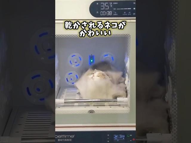 ㊗️300万再生突破‼️ネコさんの動画見て笑ったら寝ろwwwwwwww