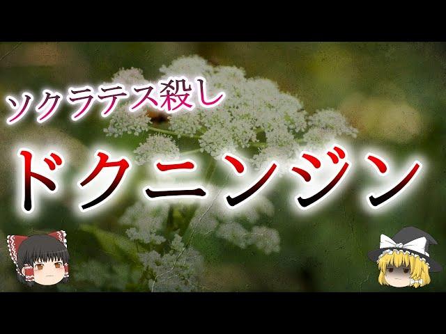 ドクニンジンが北海道で拡大中…処刑にも用いられた凶悪植物の危険性【ゆっくり解説】