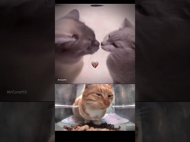 :bro seriously? #cat #funny #explore #memes #bombastic #viralvideo #shorts