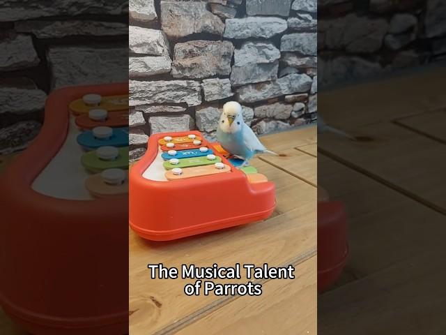 The parrot is a musician. #birds #parrot #funny #petparrot