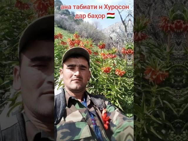 н Хуросон  Тоҷикистон гули ҳолмон