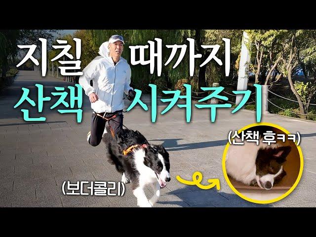 체력 1위 견종 보더콜리와 산책 대결 누가 이길까?