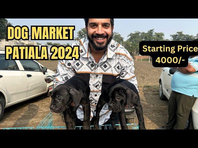 Puppy market in India at cheapest rates| Wholesale Dog market outside Patiala Dog show 2024