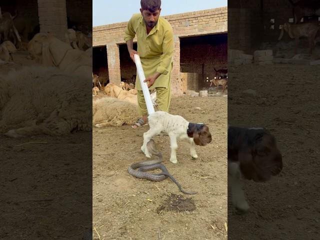 Man saves baby sheep from snake