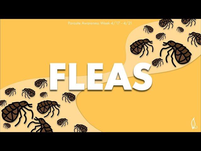 FLEAS | Parasite Awareness Week