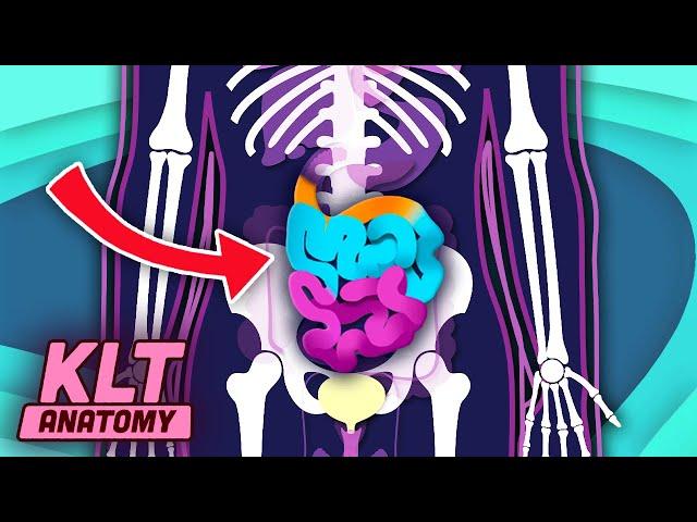 The Small Intestine Song! | KLT Anatomy