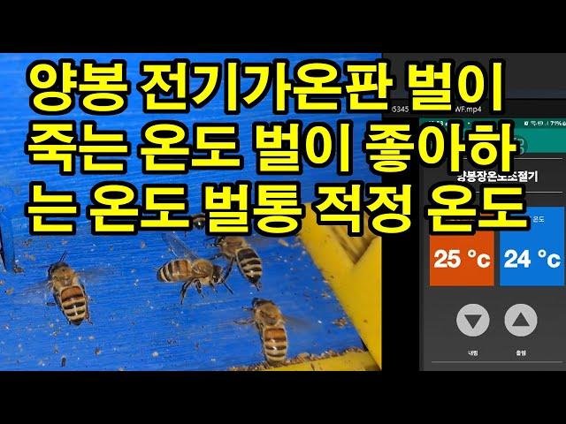 양봉 전기가온판 벌이 죽는 온도 벌이 좋아하는 온도 벌통 적정 온도