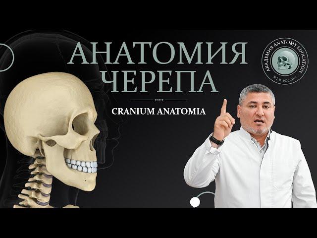 Анатомия черепа. Особенности строения / Anatomy of the skull