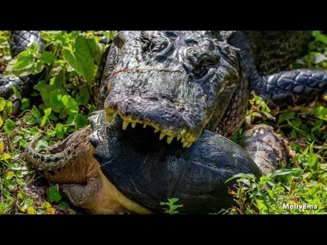 DoD PARC Species Profile Video Series: Episode 18: American Alligator