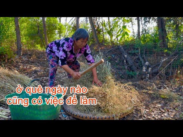 [897]Đi Gom Hạt Cải Về_Sắp Tới Vụ Ép Dầu Ăn Hạt Cải Rồi.