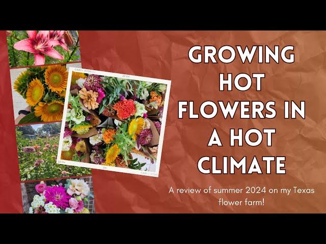 Growing HOT Flowers in a Hot Climate: A review of summer on my Texas flower farm