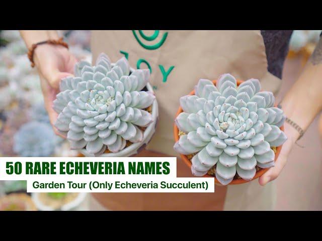 My Rare Echeveria Succulent Collection (with ID) - Garden Tour EP5 | 9 Years Living with Succulents