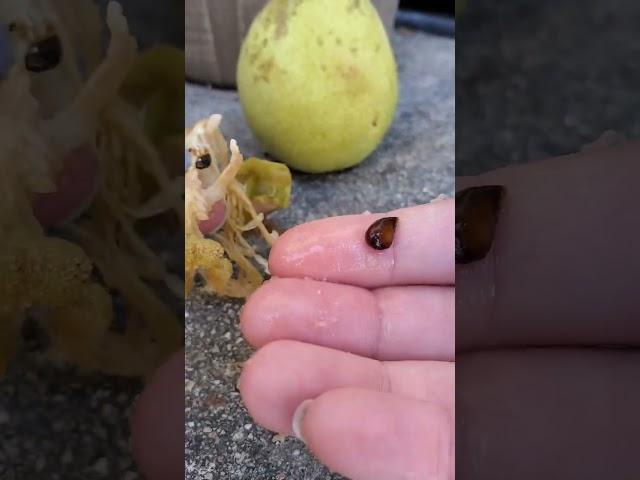 How to Grow a Pear  Tree From Seed