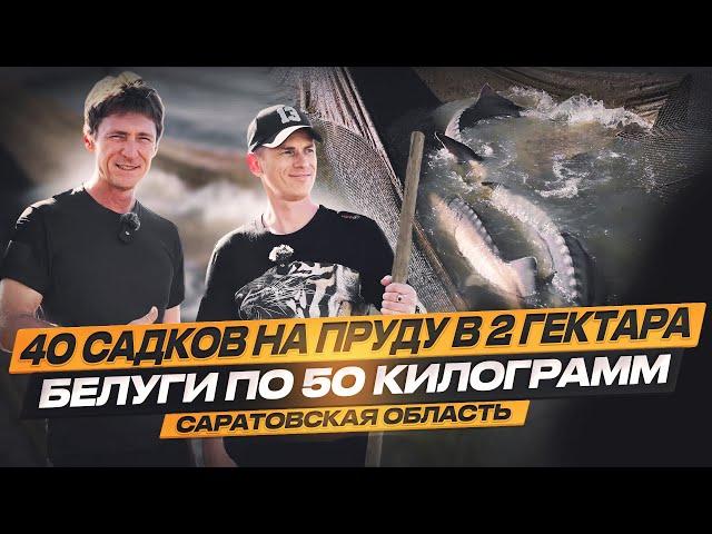 Белуги по 50 кг ! 40 садков на пруду 2 гектара! Не ожидал увидеть столько рыбы! ООО «Рыбовод».