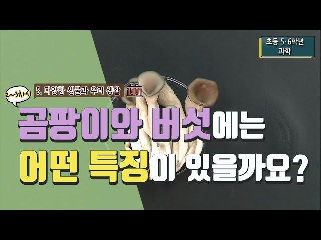 [초등 과학 5-1] 5. 다양한 생물과 우리 생활 - 2~3차시 곰팡이와 버섯에는 어떤 특징이 있을까요?