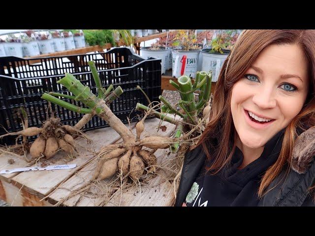 How I’m Digging & Storing Our Dahlias! ‍// Garden Answer