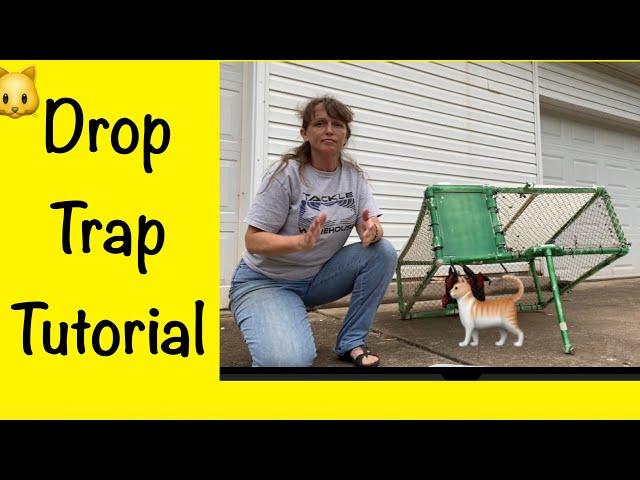 Trapping feral cats How to use a drop trap for cats TNR feral cats (trap neuter return