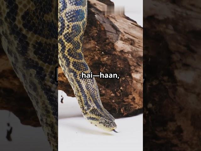 Northern Green Anaconda – दुनिया का सबसे भारी साँप! #HindiFacts #FactsInHindi #AmazingFacts #Gyan