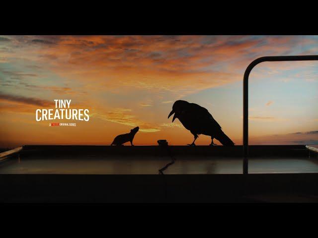 TINY CREATURES - Creating the Drama