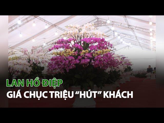 Lan Hồ Điệp giá chục triệu “Hút” khách| VTC14