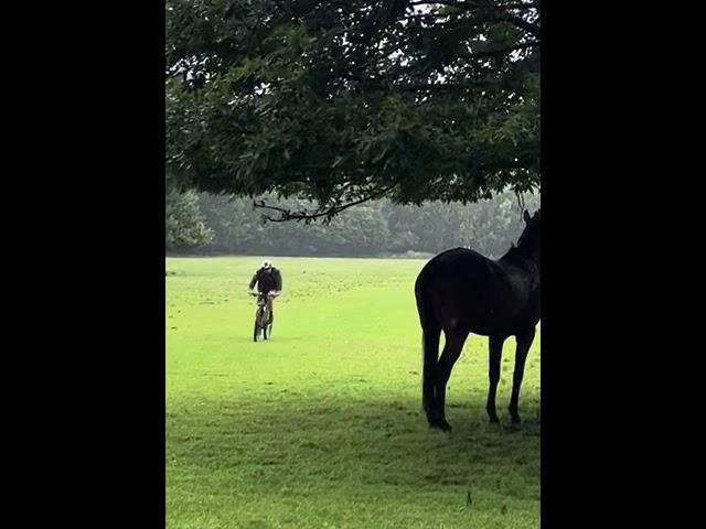 Horse watches cyclist in the rain