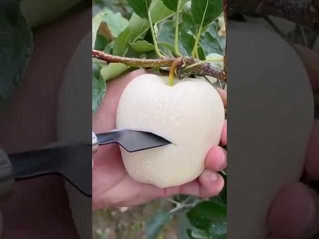 White #Nashi apple
