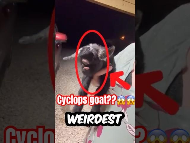 Top 5 weirdest- looking animals on earth! 