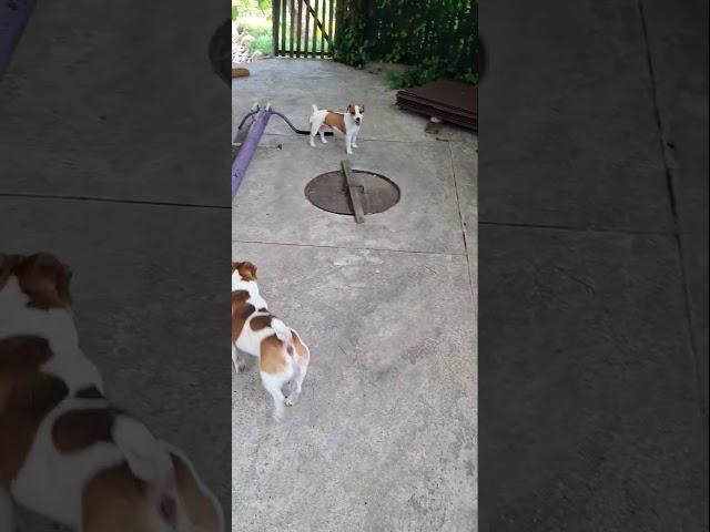Что-то пошло не так#сонечка #jackrussel #джекрасселтерьер #dog #animals