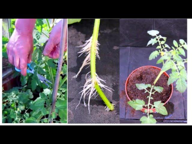 How to Grow Tomatoes from Cuttings