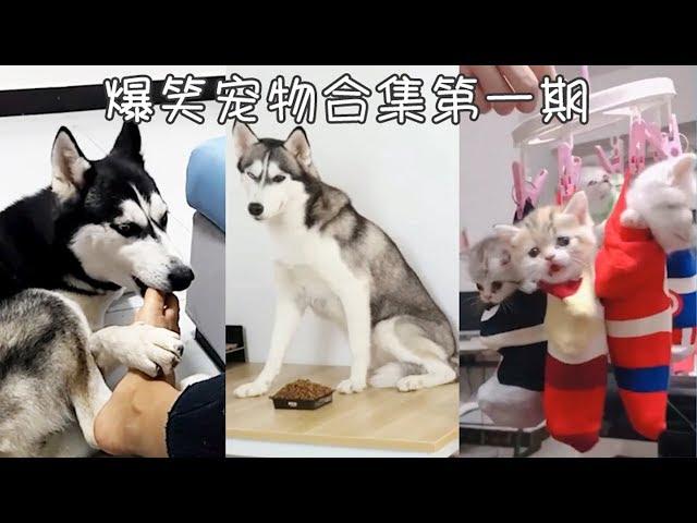 The latest pet funny short video collection in 2018/tik tok china funny videos