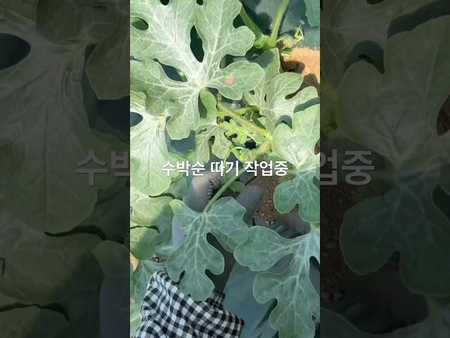 수박순따기 작업 하우스수박농사 #수박 #수박농사 #수박키우기 #하우스수박 #청년농부 #귀농 #farming #농부의일상 #농사짓기 #시골살이