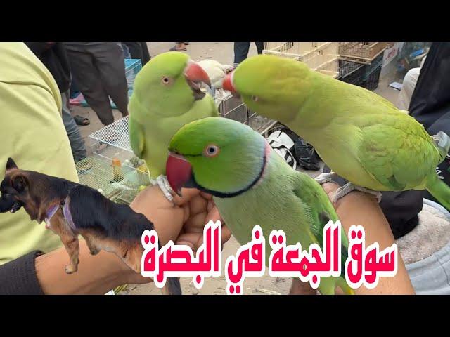 سوق الجمعة في البصرة سوق الطيور مع تحديات اخوكم#أحمد_مهدي