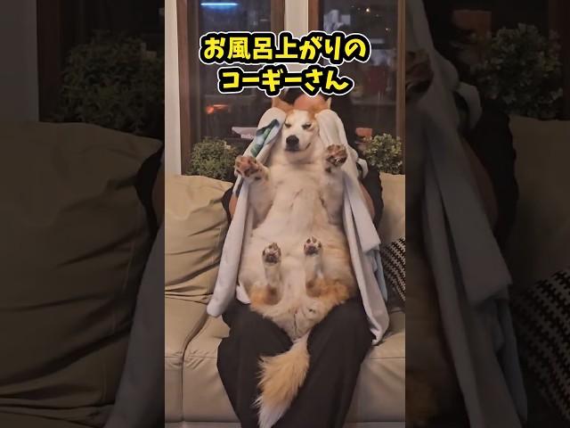 5 Corgis to make you laugh and relax when you're tired from work lol #Corgi #Funny #Relaxing #Lif...