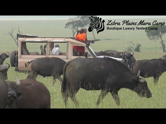 Zebra Plains Mara Camp: Private Safari Vehicles | Maasai Mara