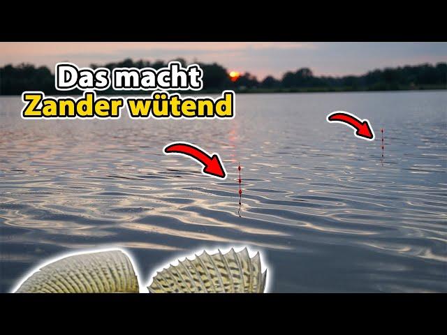 Zanderangeln mit Köderfisch und Pose | So fängst du dicke Fische inkl. Live Biss